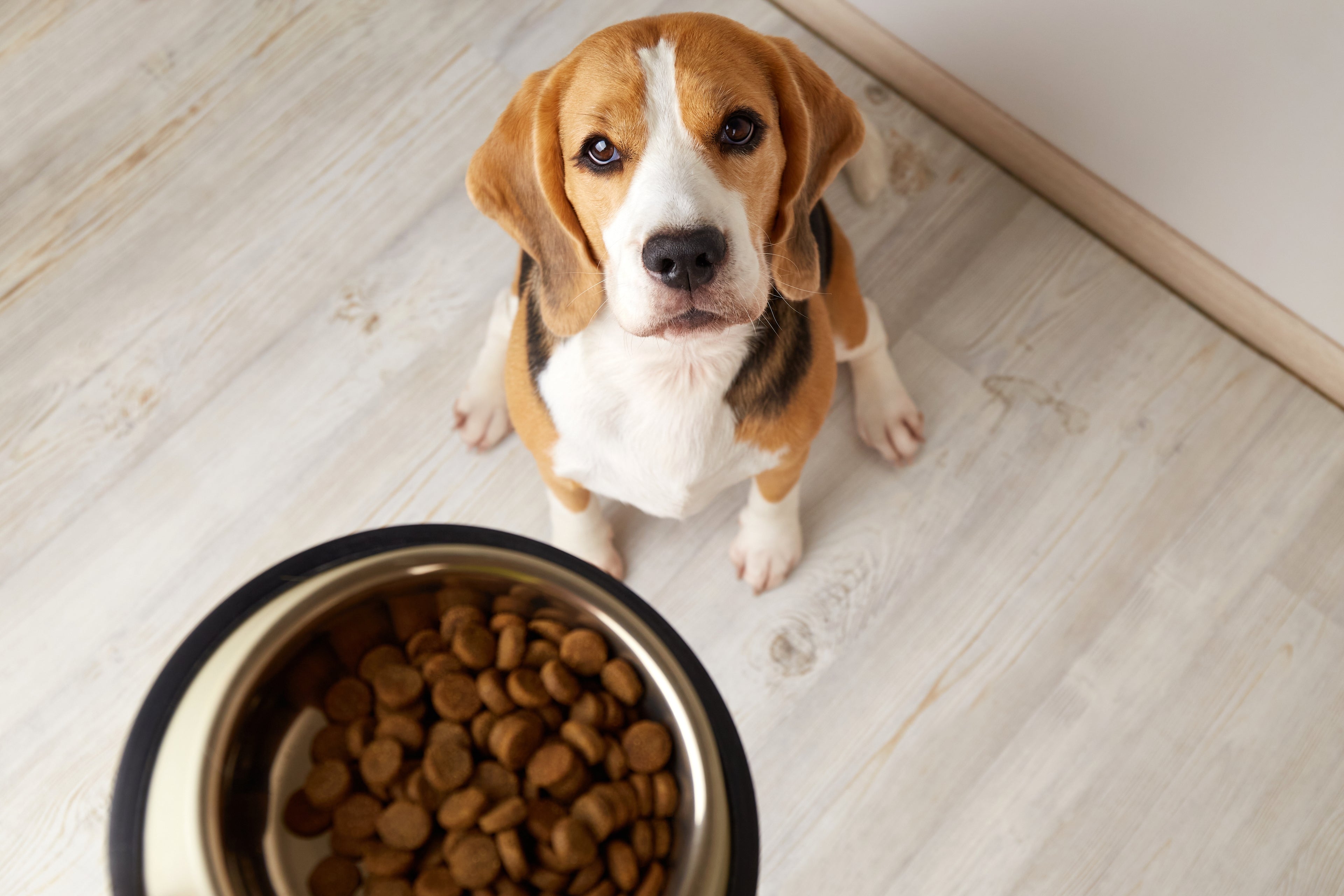 Dog Bowls & Feeders