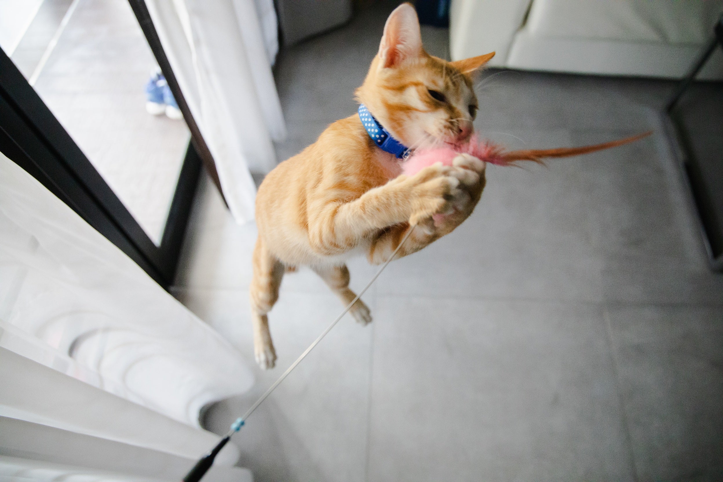 Cat Toys