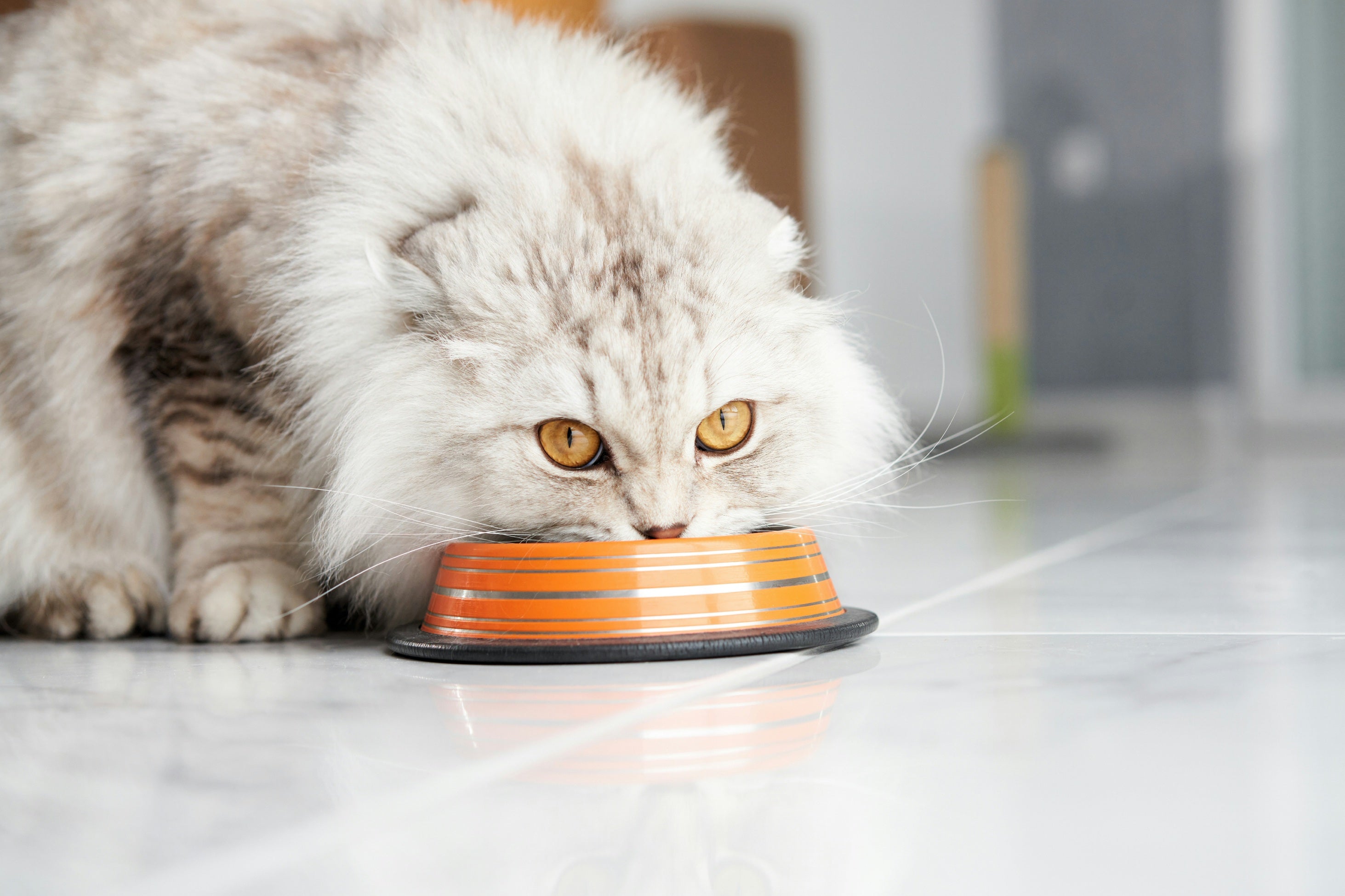 Cat Bowls & Feeders