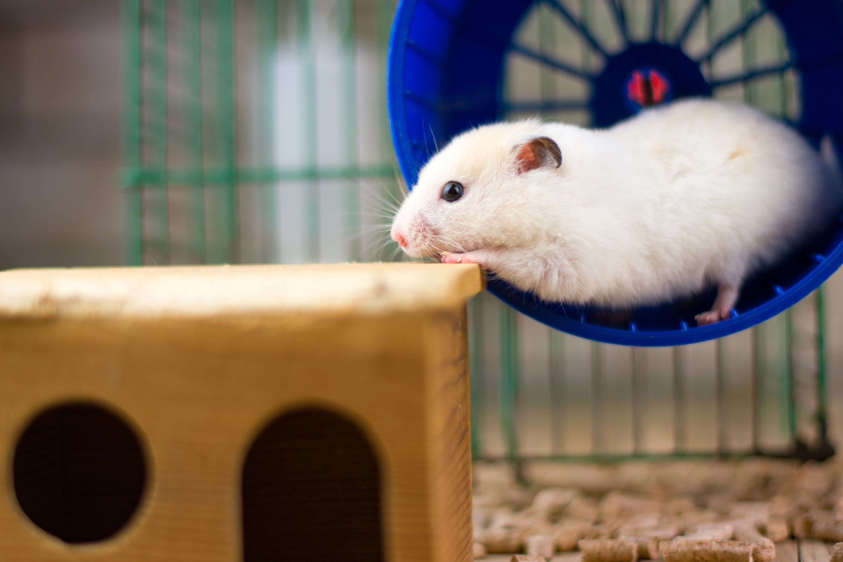 Habitats, Bed, Bath & Dine