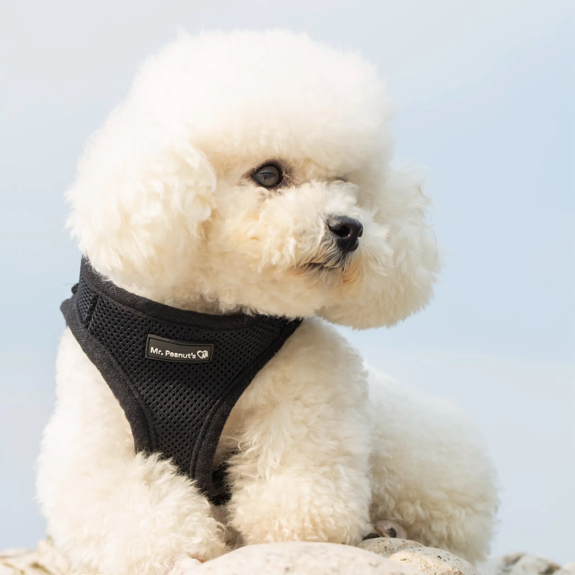 White dog wearing a black harness with a light blue background