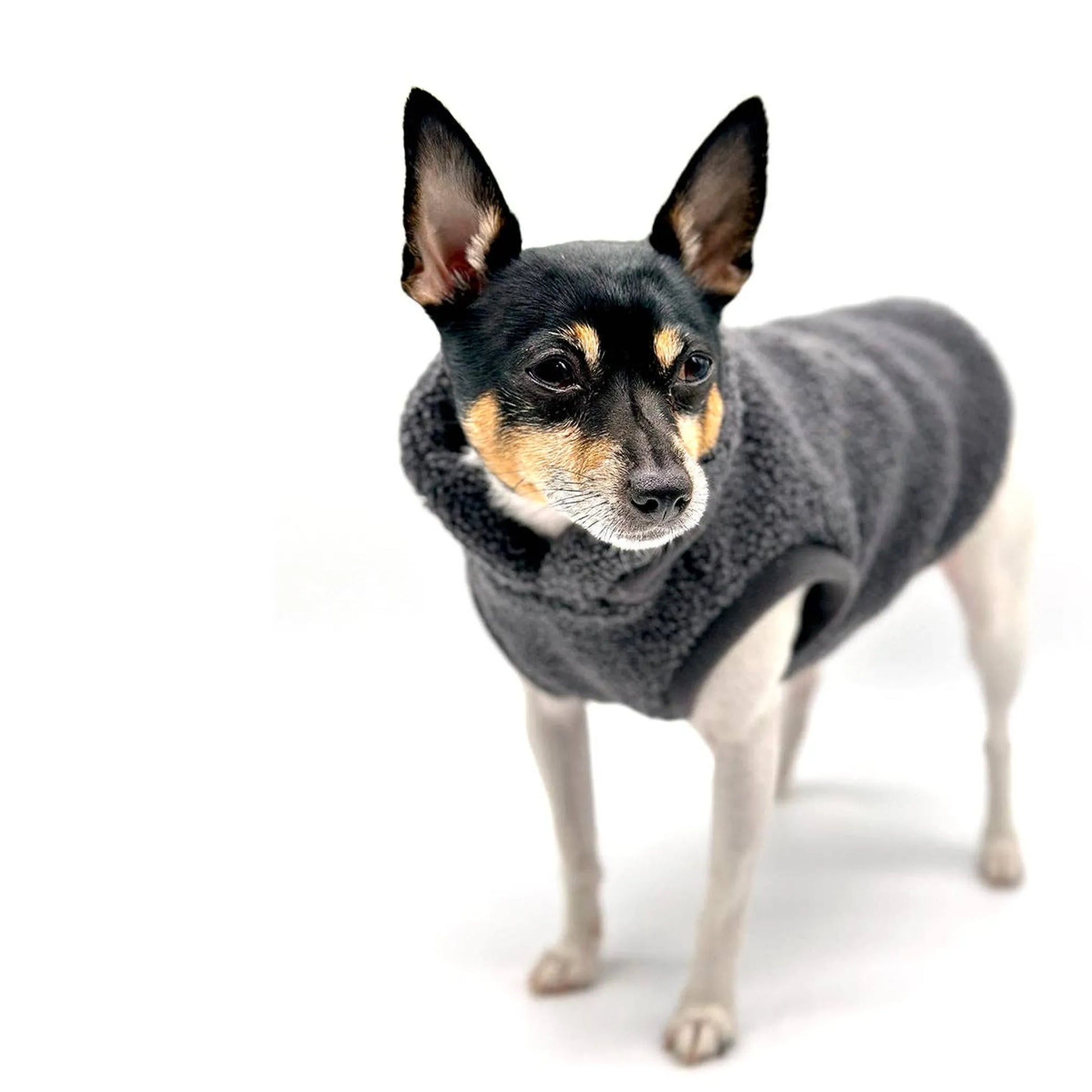 Black brown white dog wearing gray sherpa jacket white