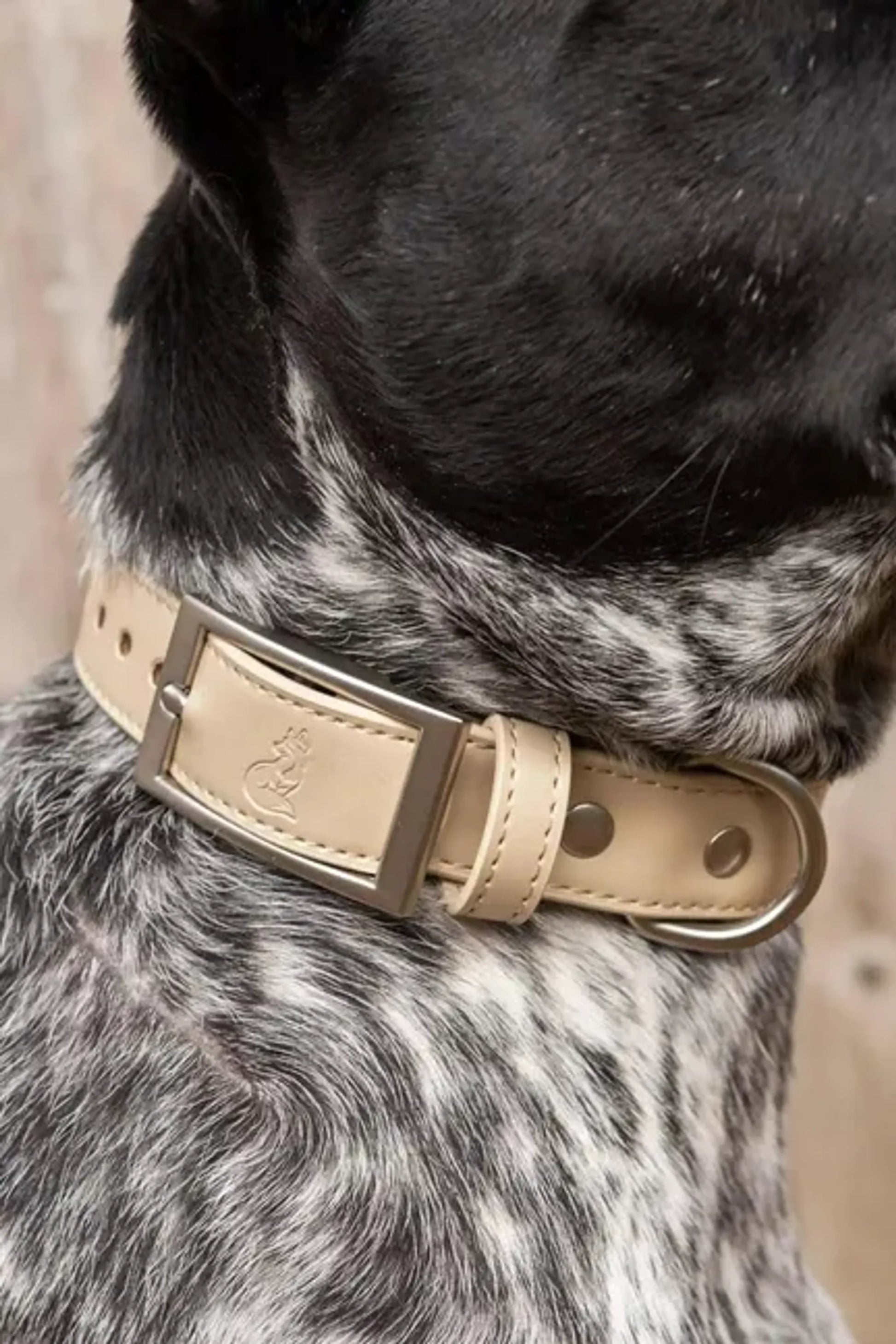Dog wearing Champagne color vegan leather dog collar