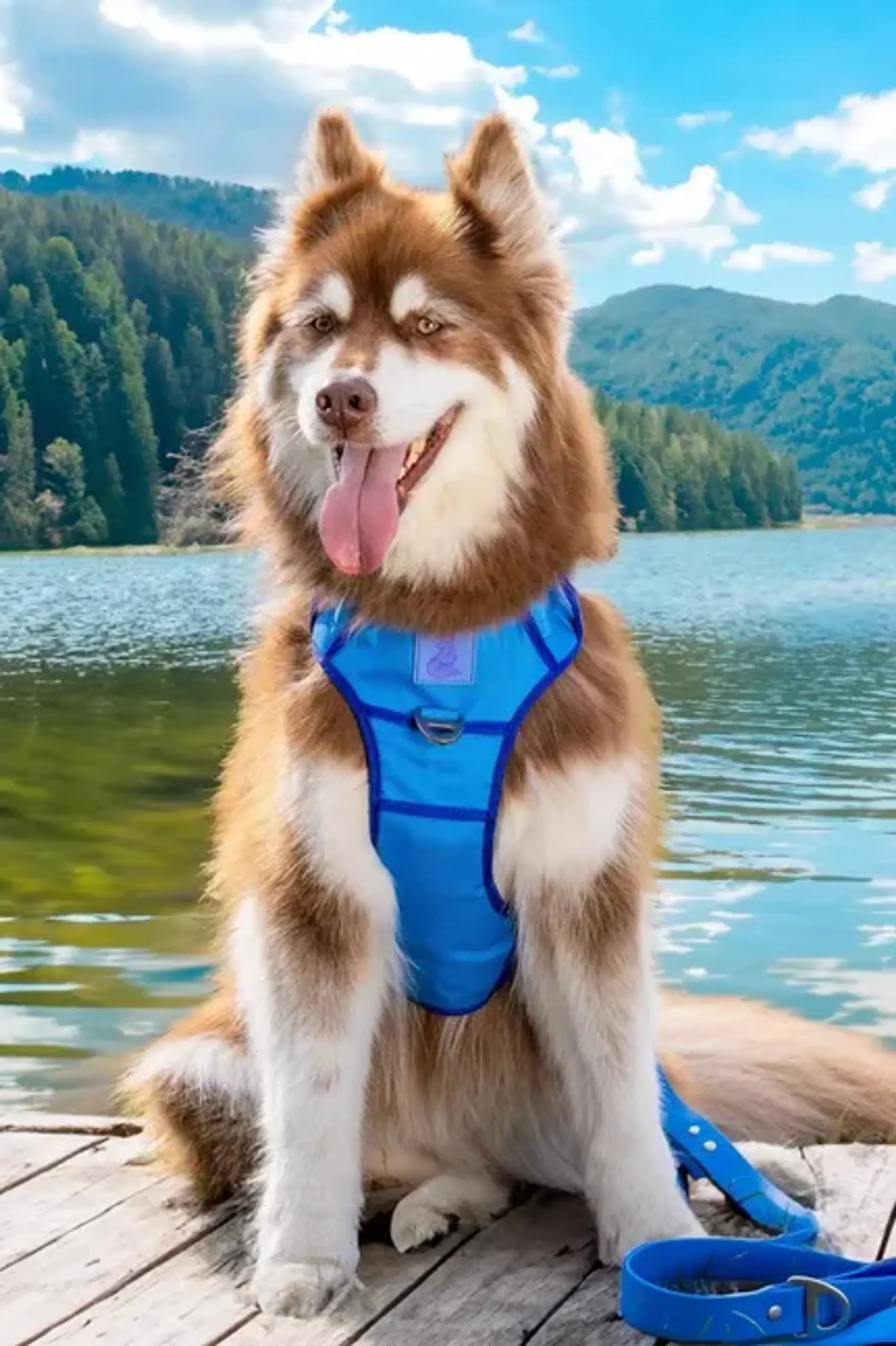 Ultimate Dog Harness