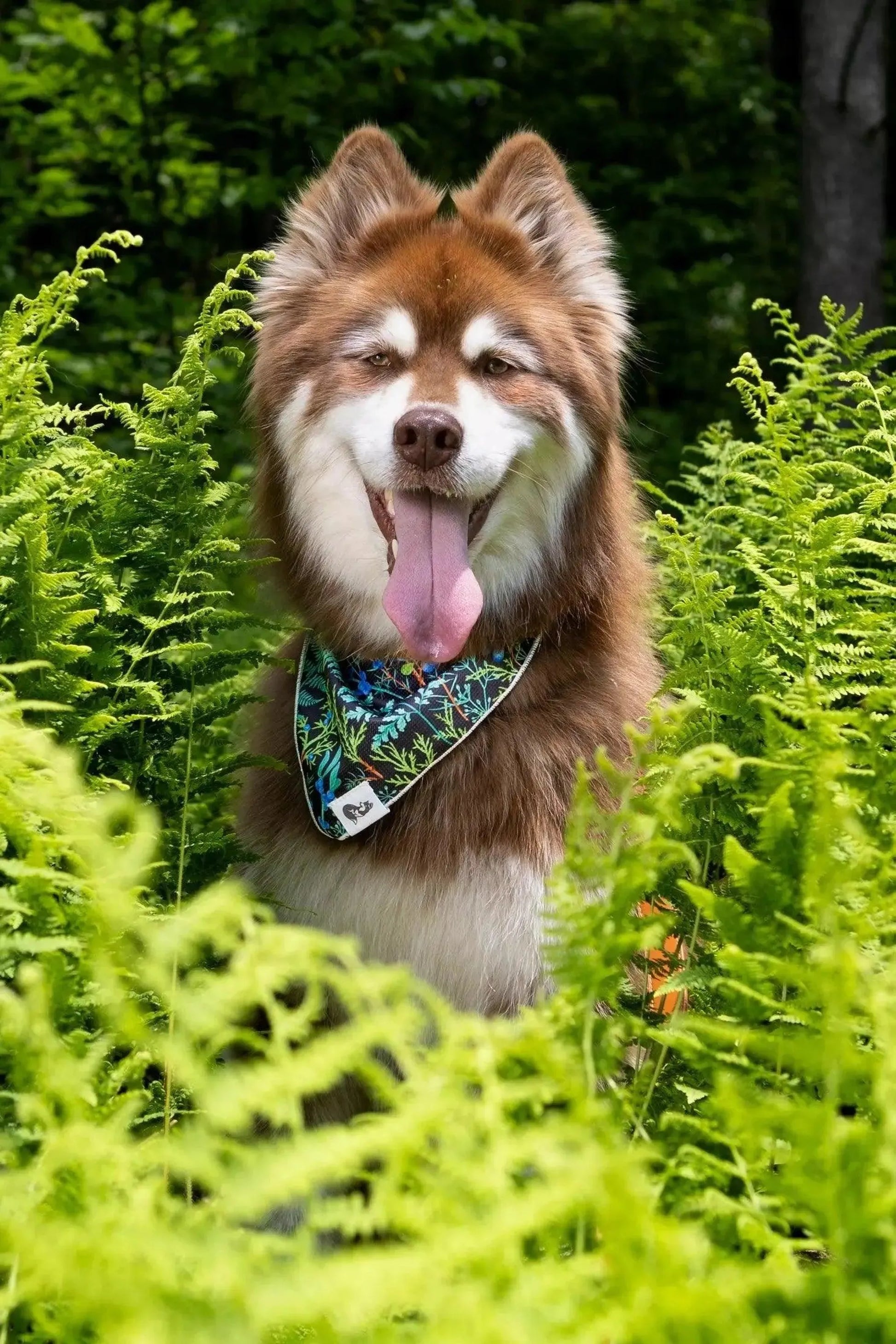 Dog wearing fern print bandana