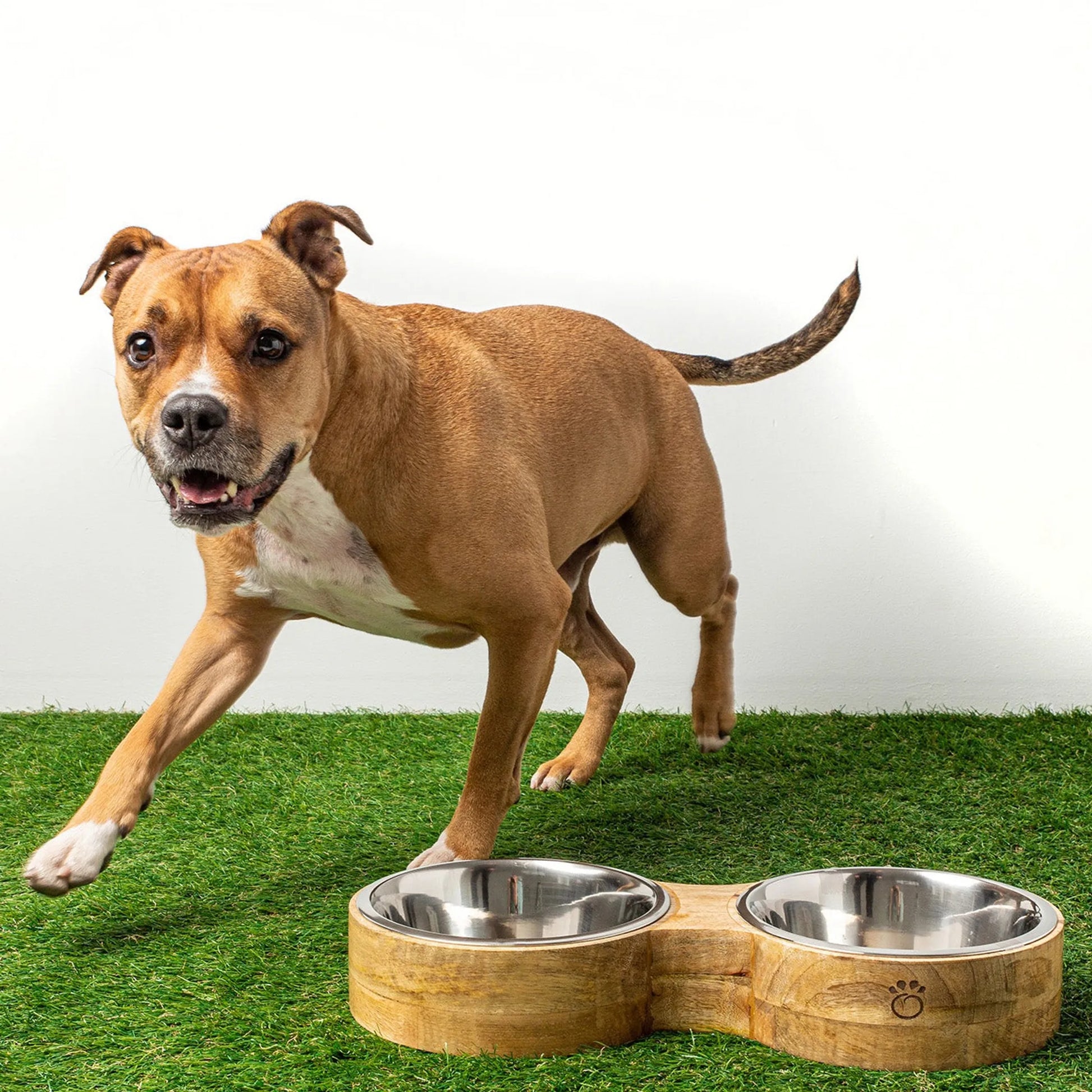Dog standing next to a wooden pet bowl on grass
