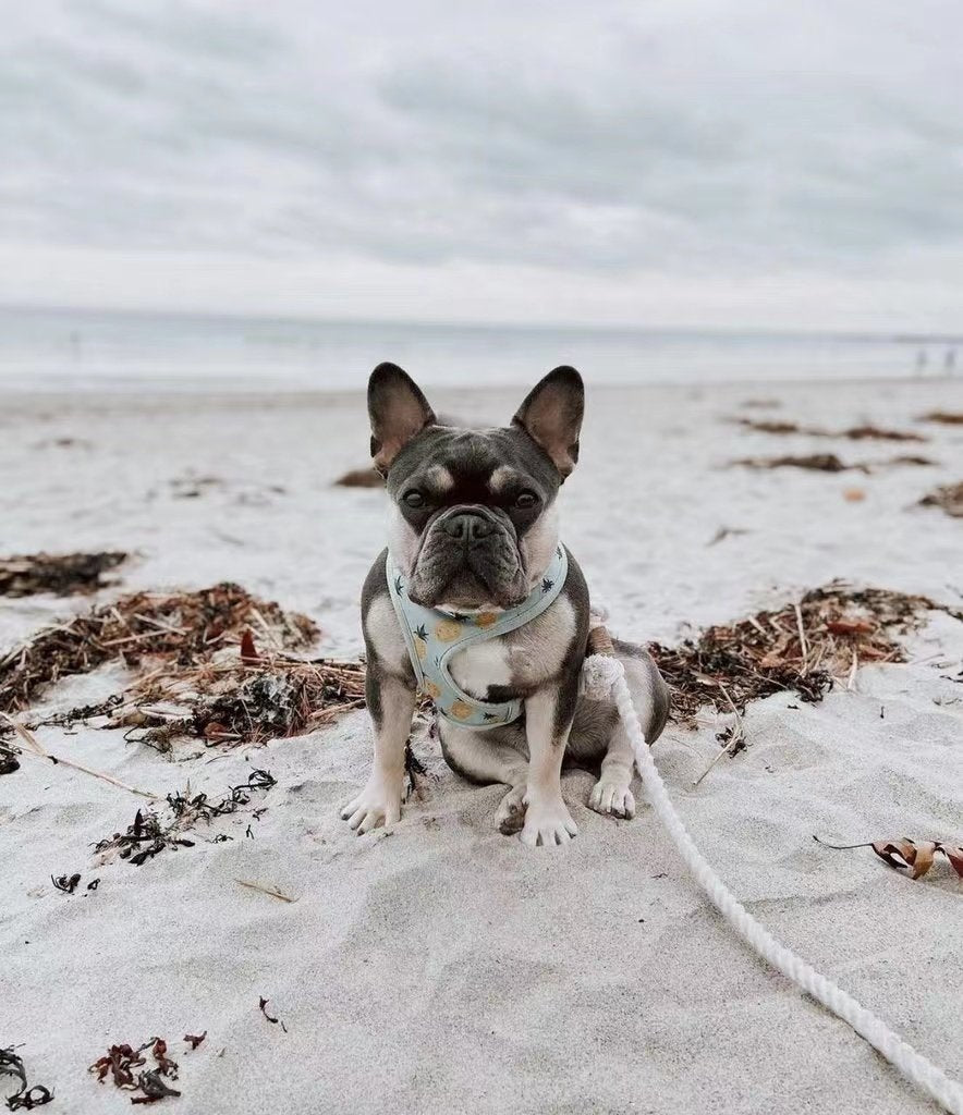 Dog at the beach wearing  Rope Leash