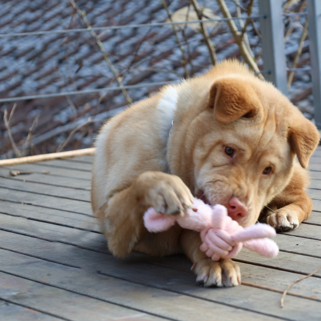 Dog playing with a pink plush rope toy on a wooden deck
