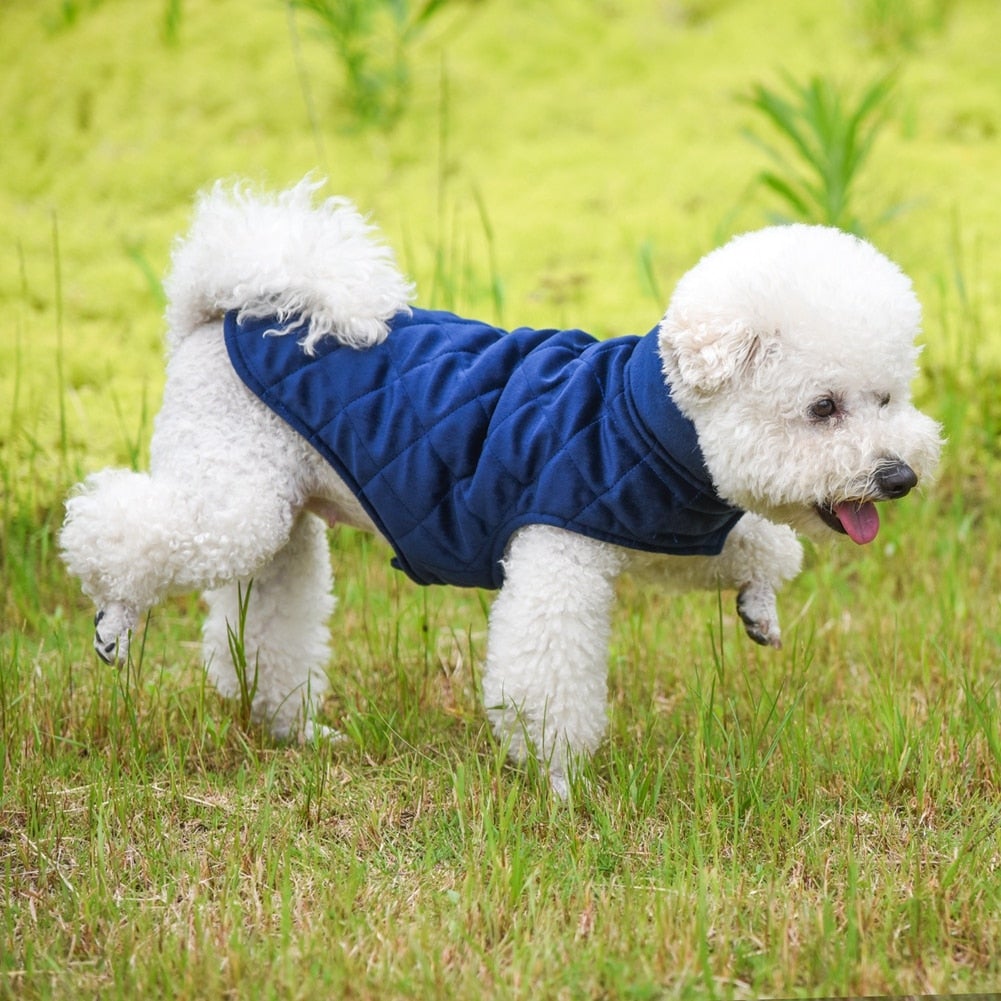 white dog in grass wearing navy dog jacket