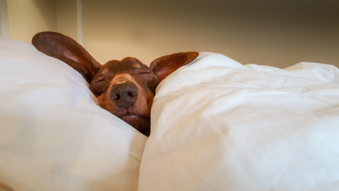 What is Pet Culture?