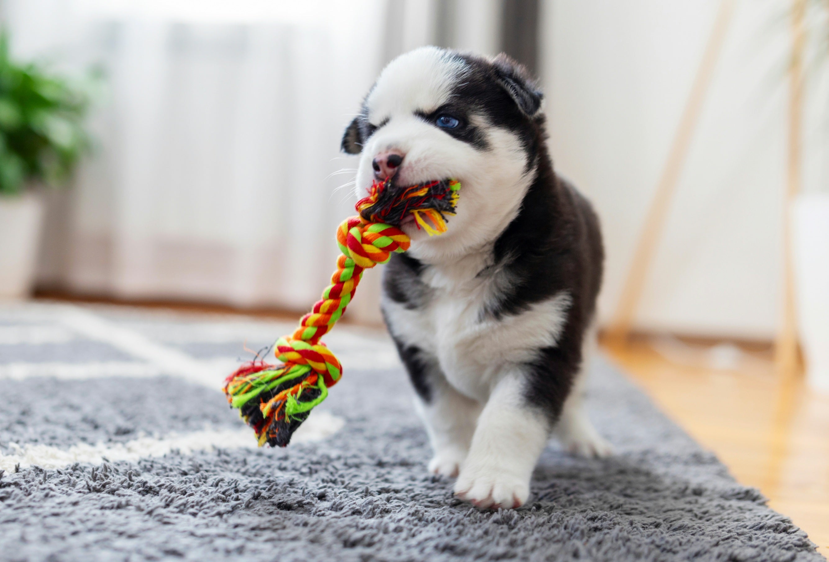 Pet Toys