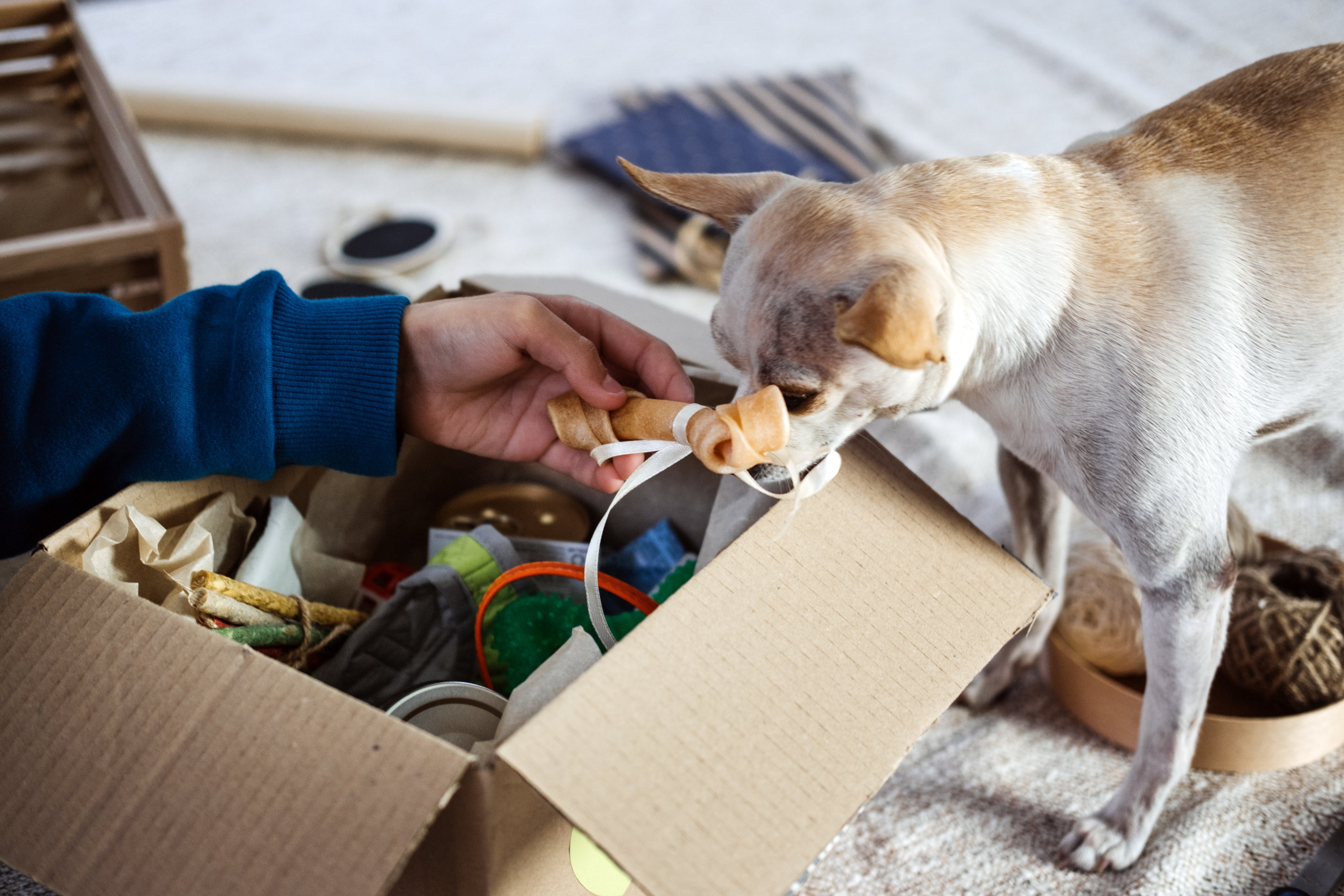 Pet Accessories