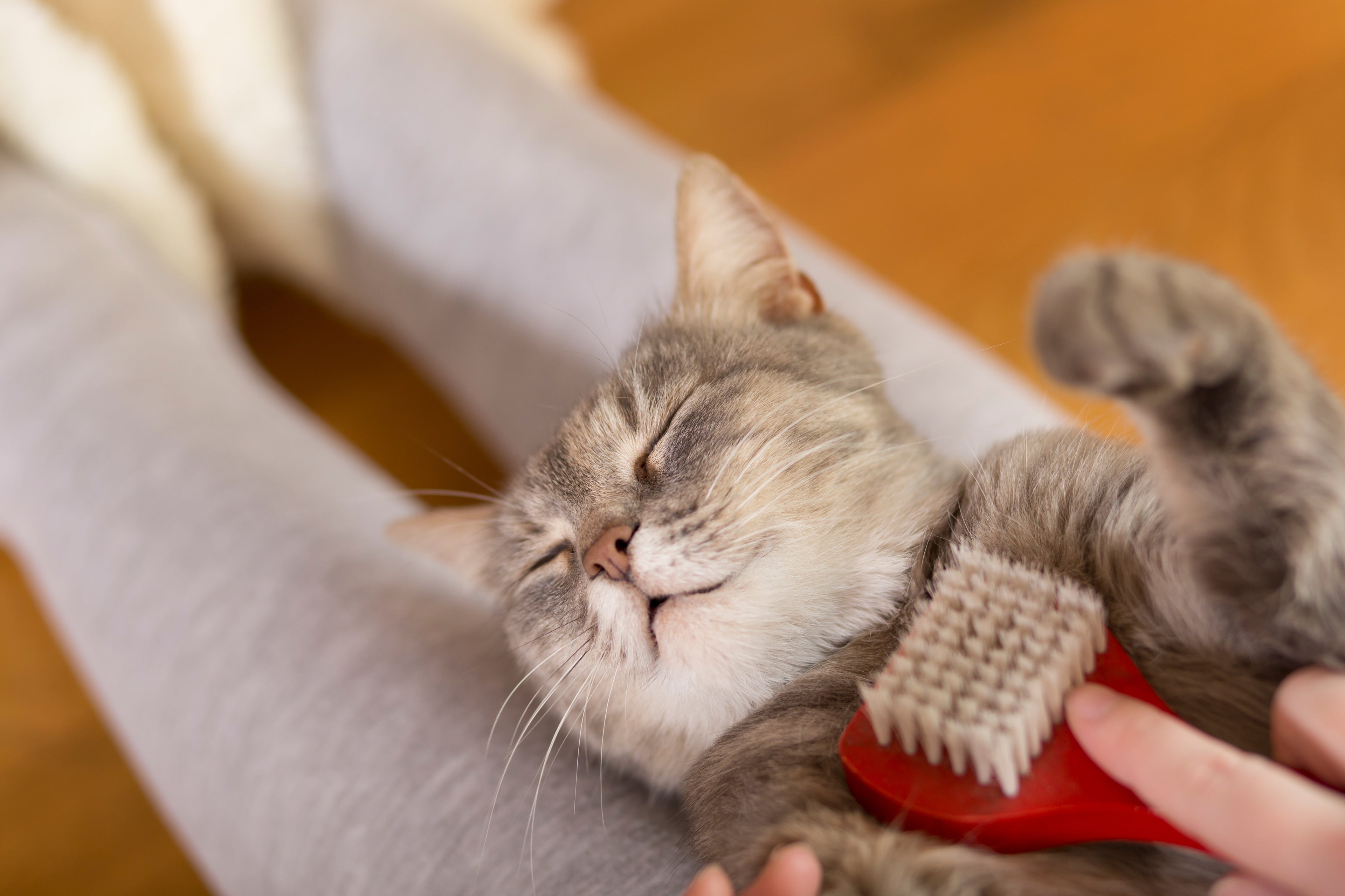 Pet Grooming