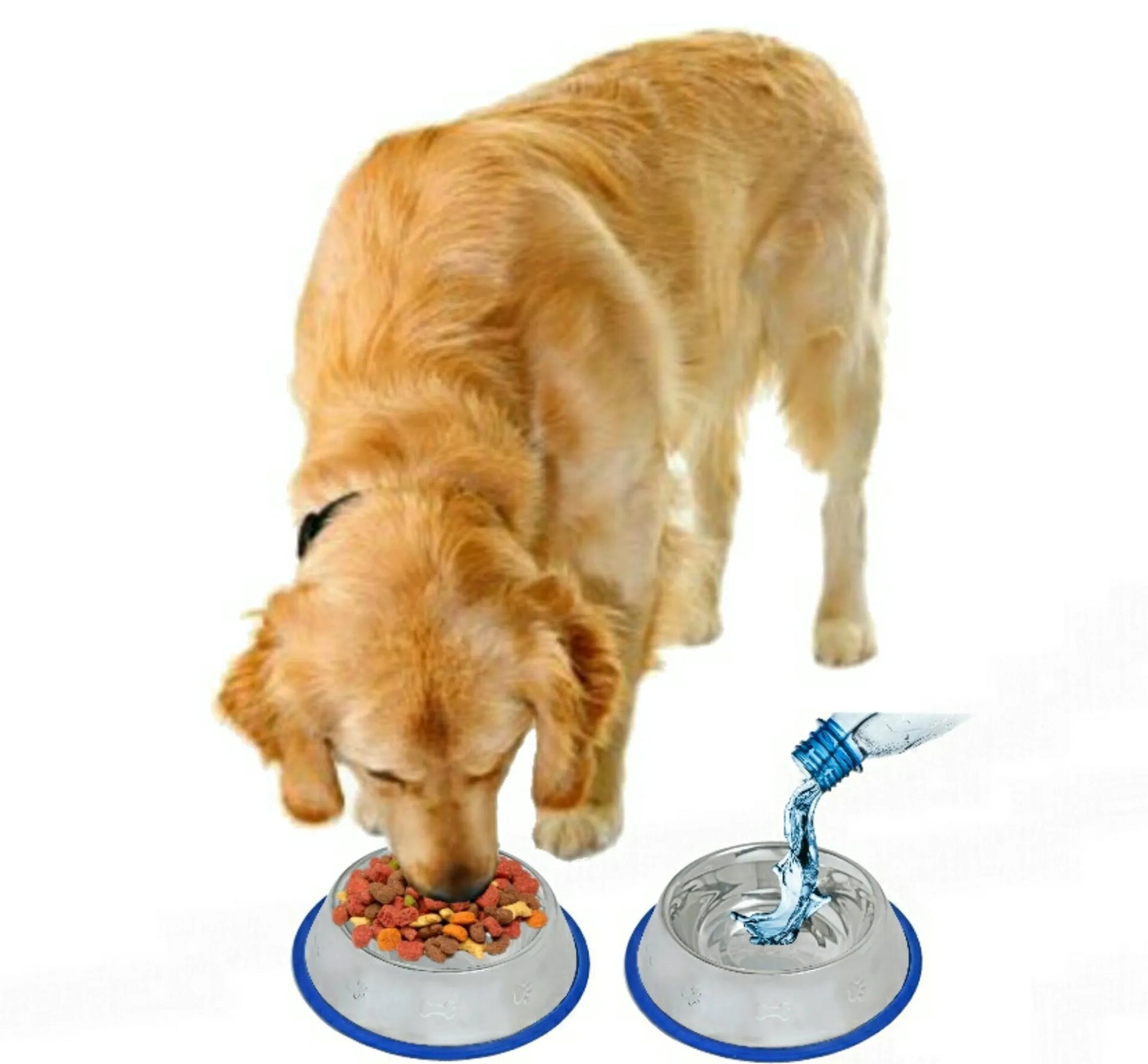 Etched Stainless Steel Dog Bowl