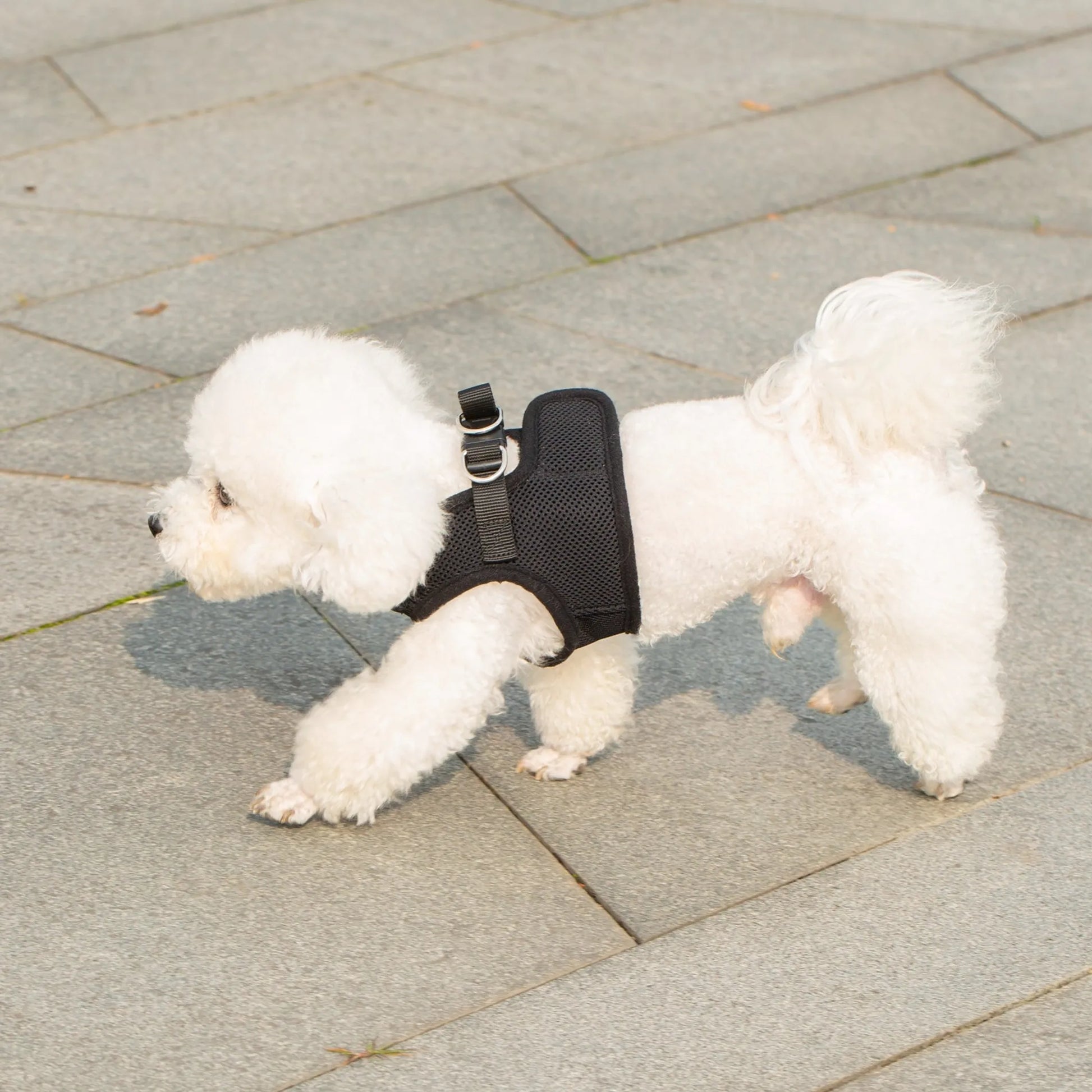 Small white dog wearing a black harness on a paved walkway