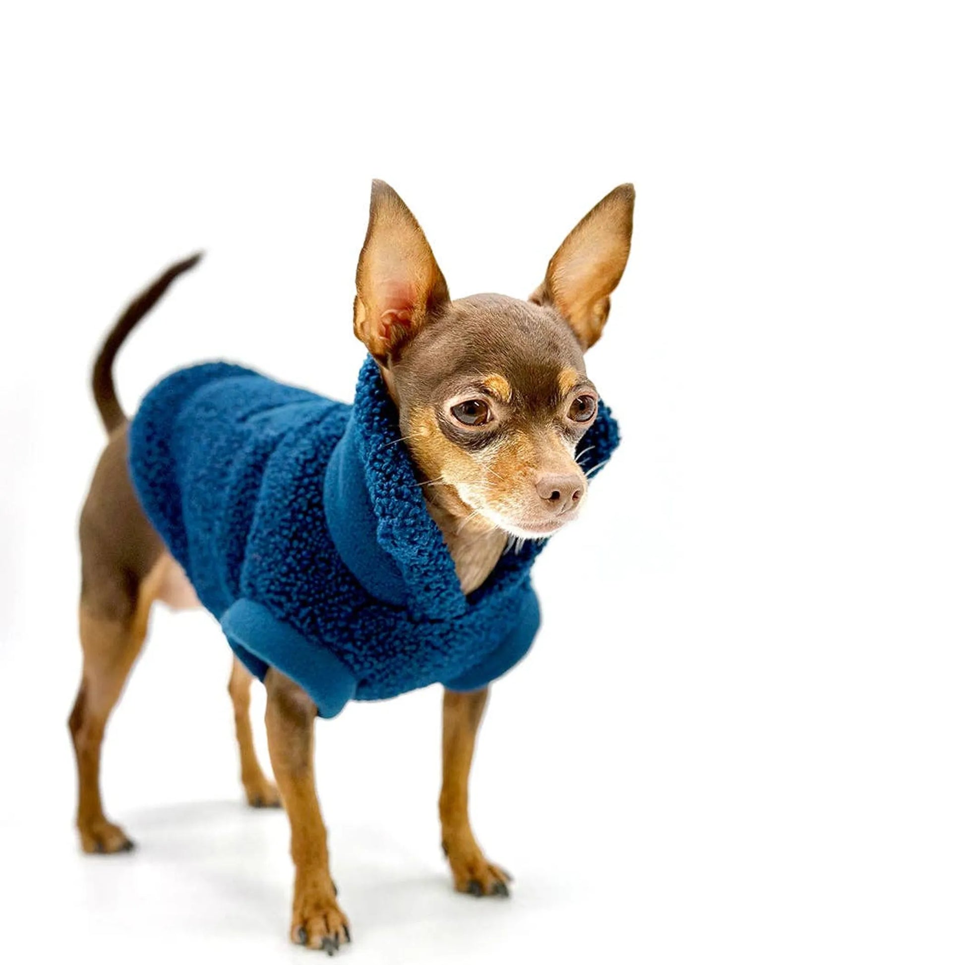 Brown dog wearing Blue sherpa dog coat on stand