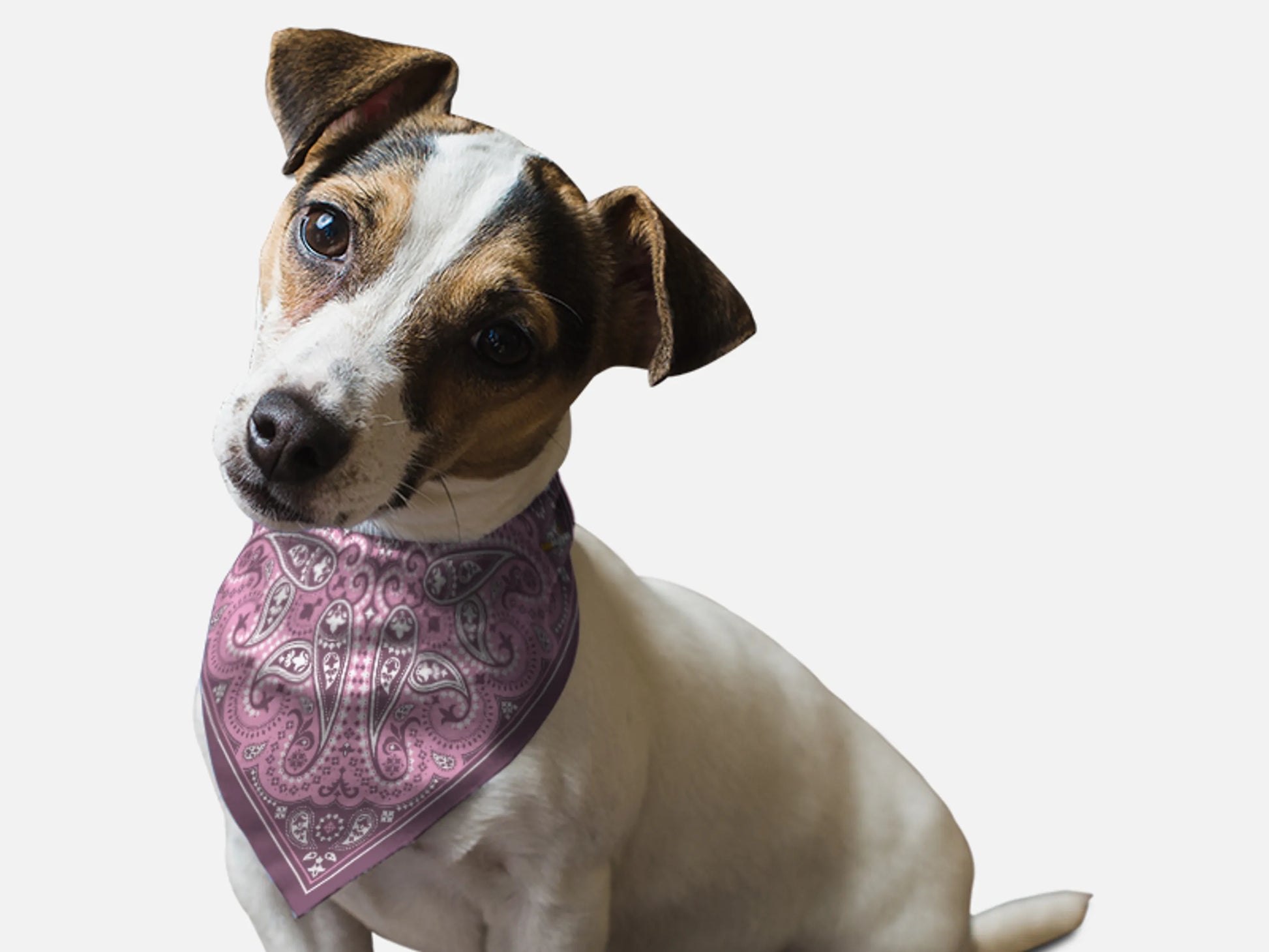 Lilac Paisley Dog Bandana