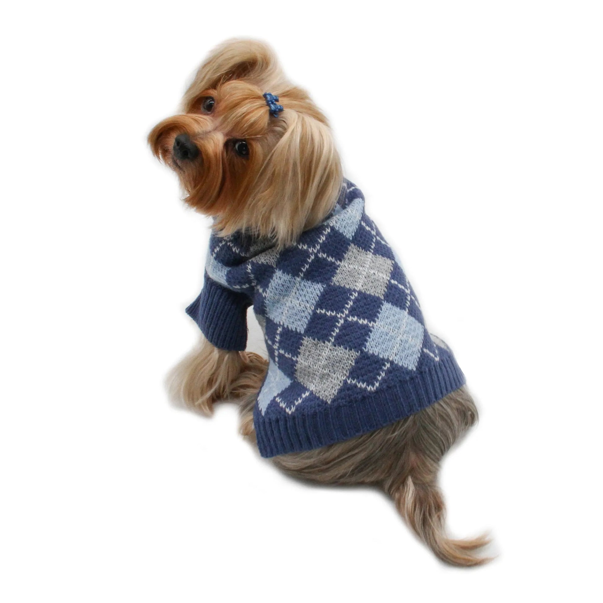 Dog wearing blue tone Argyle sweater