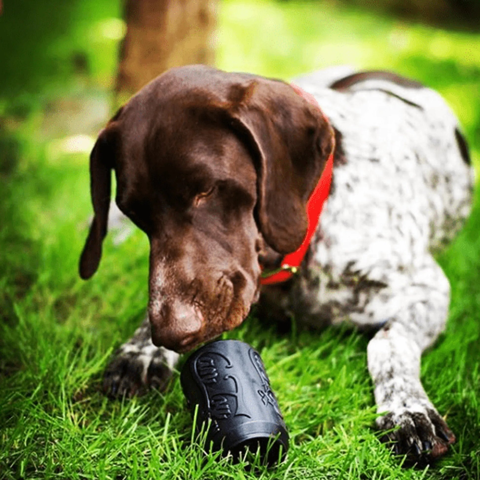 Rubber Dog Chew Toy & Treat Dispenser