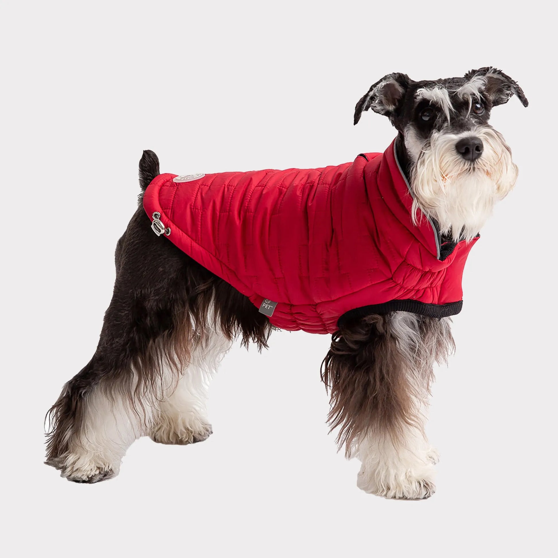 Dog wearing Red reversible dog Chalet jacket 