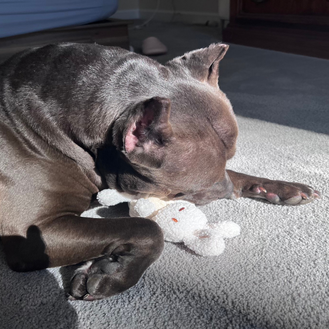 Dog lying on a carpet with a toy nearby
