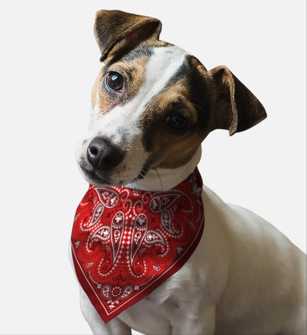 Dog wearing red Paisley bandana