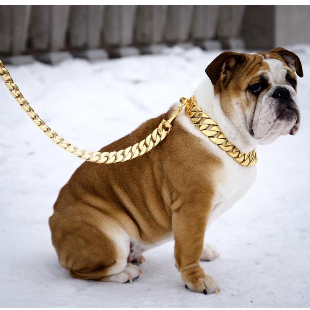 dog sporting gold chain leash in snow