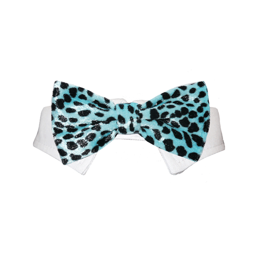 Turquose and black dotted dog bow tie 