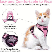 Cat wearing a pink harness with adjustable buckles, on a white background.