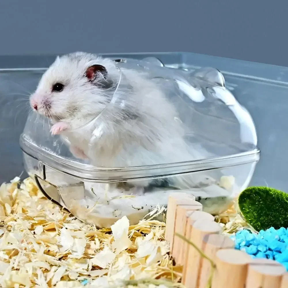 Hamster in a clear habitat container 