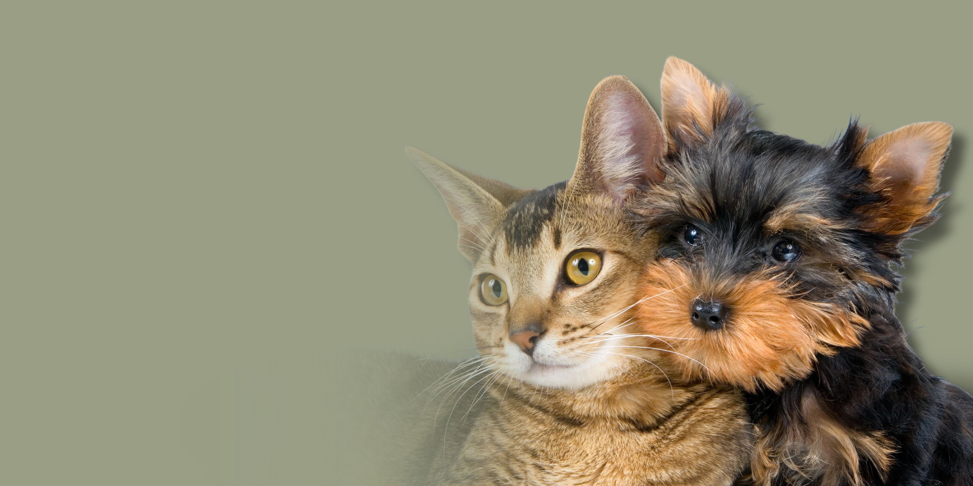 Brown Cat and black and brown dog green background 