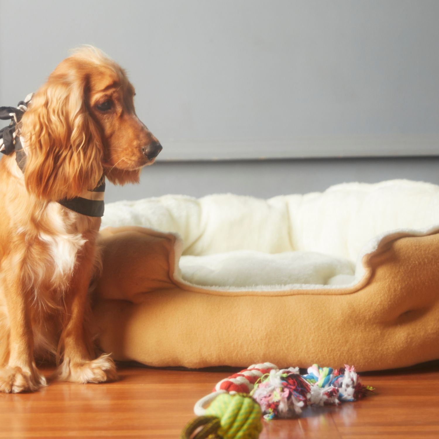 Big brown dog sitting next to brown and white pet bed